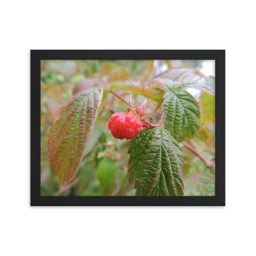 Single Raspberry Framed poster