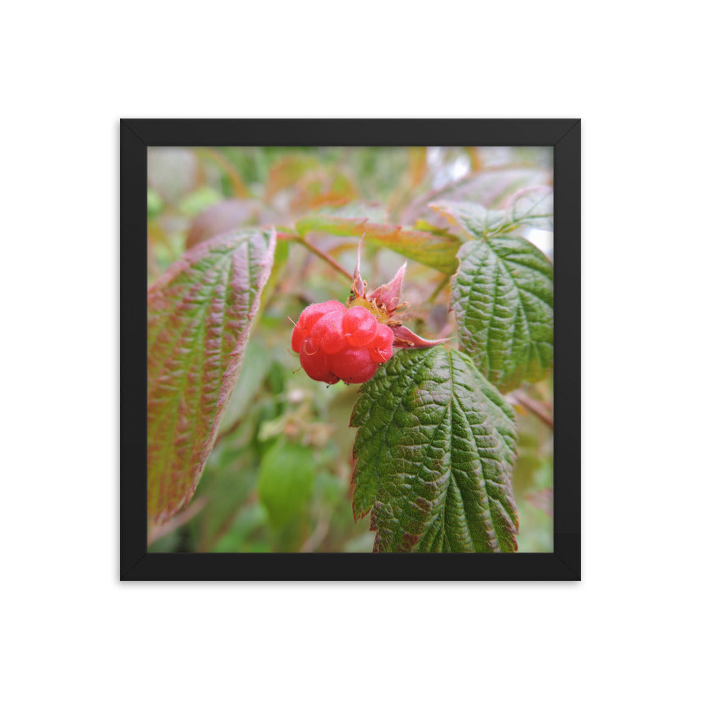 Single Raspberry Framed poster