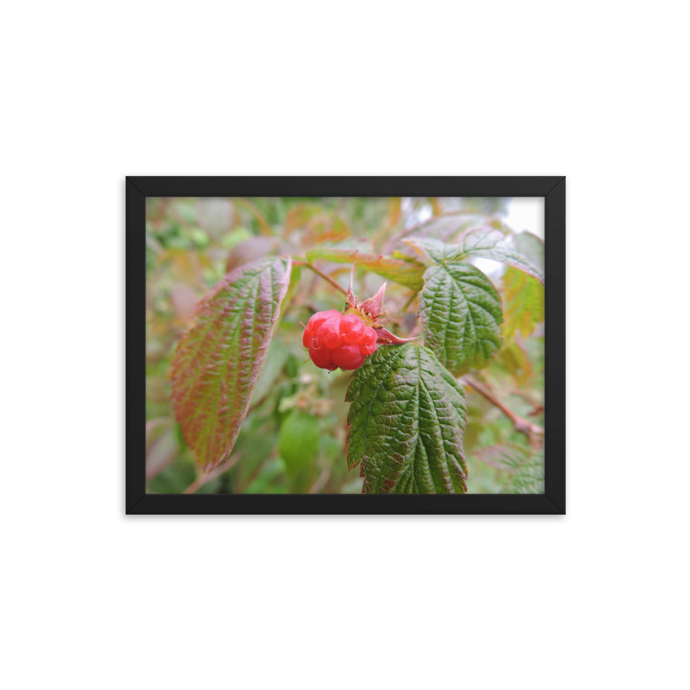 Single Raspberry Framed poster