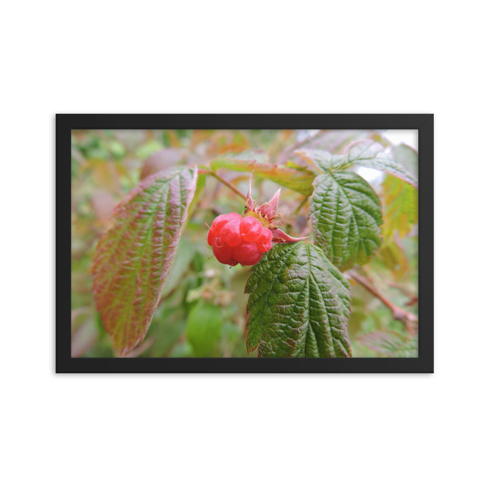 Single Raspberry Framed poster