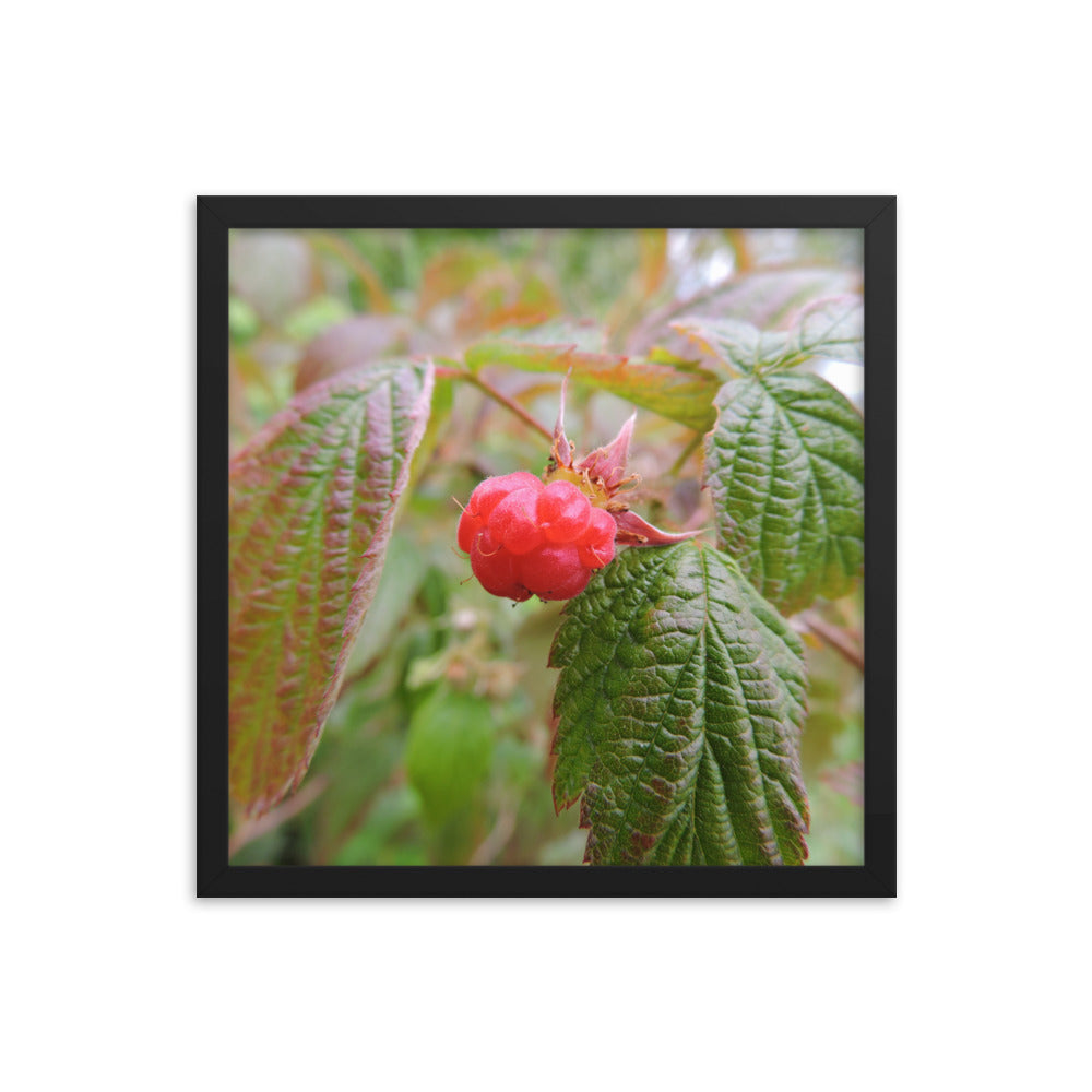 Single Raspberry Framed poster