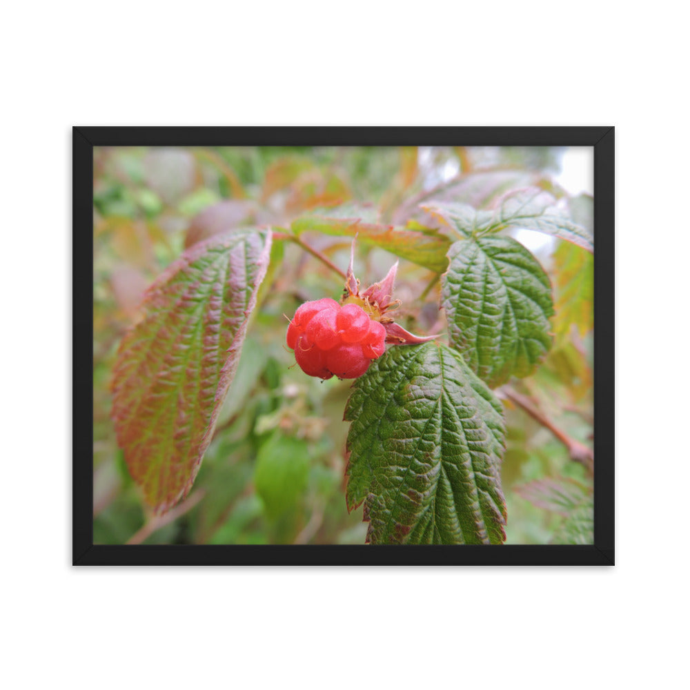 Single Raspberry Framed poster