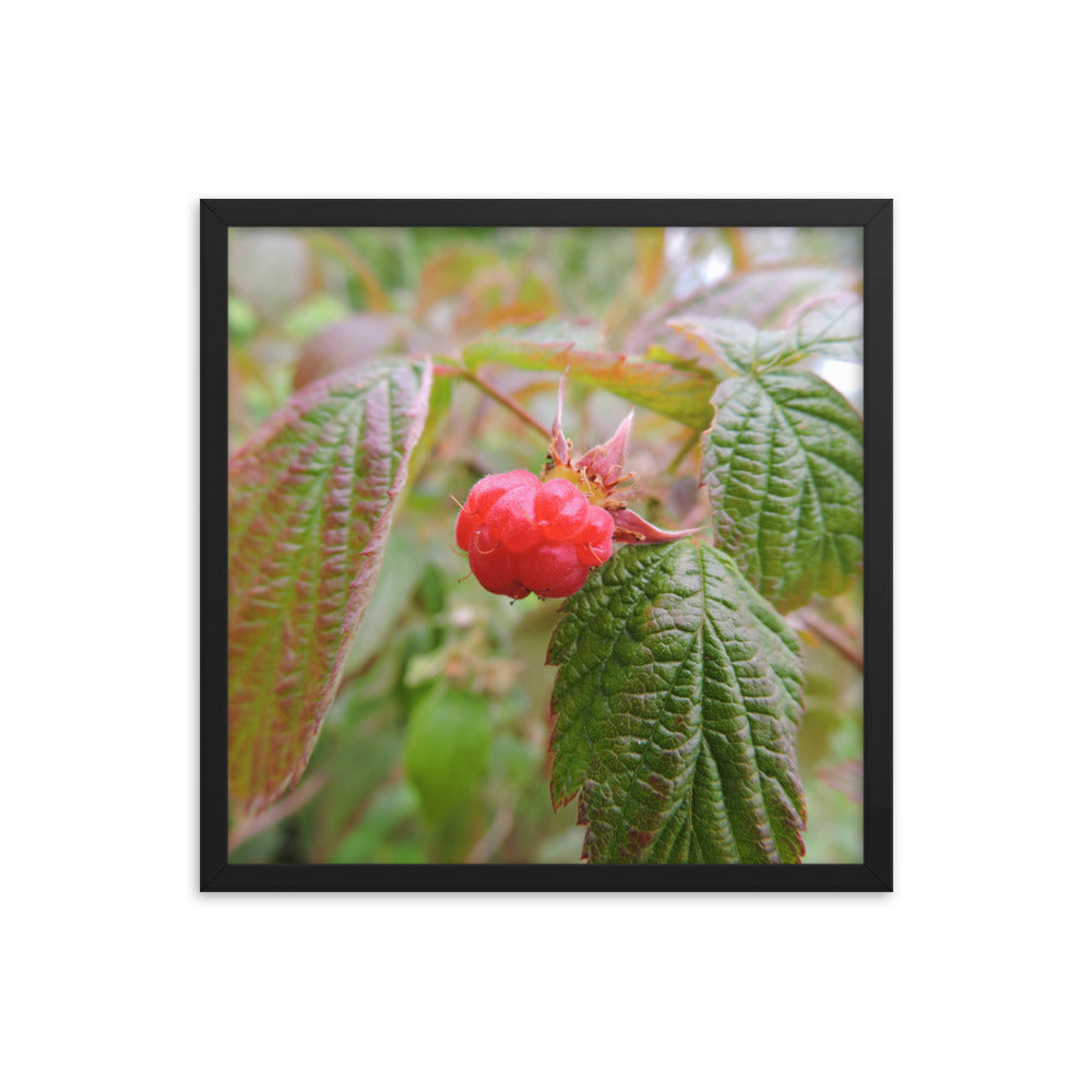 Single Raspberry Framed poster