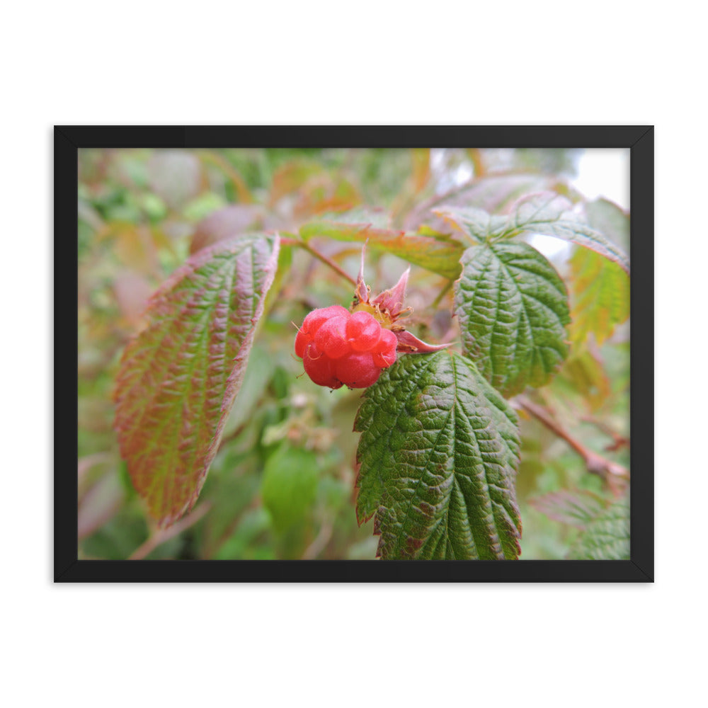 Single Raspberry Framed poster