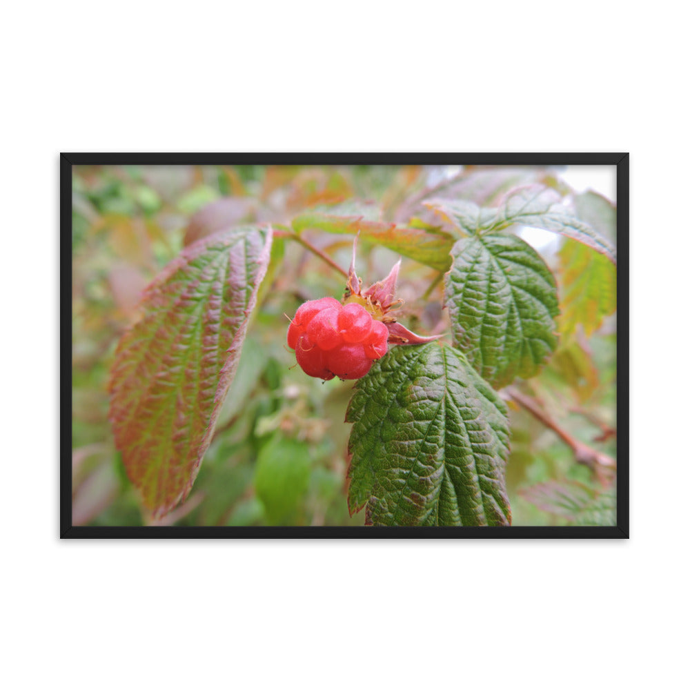 Single Raspberry Framed poster