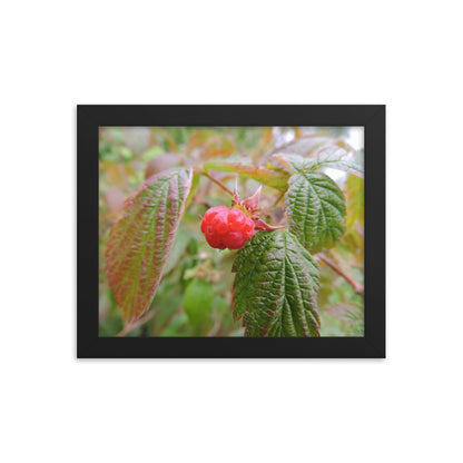 Single Raspberry Framed poster