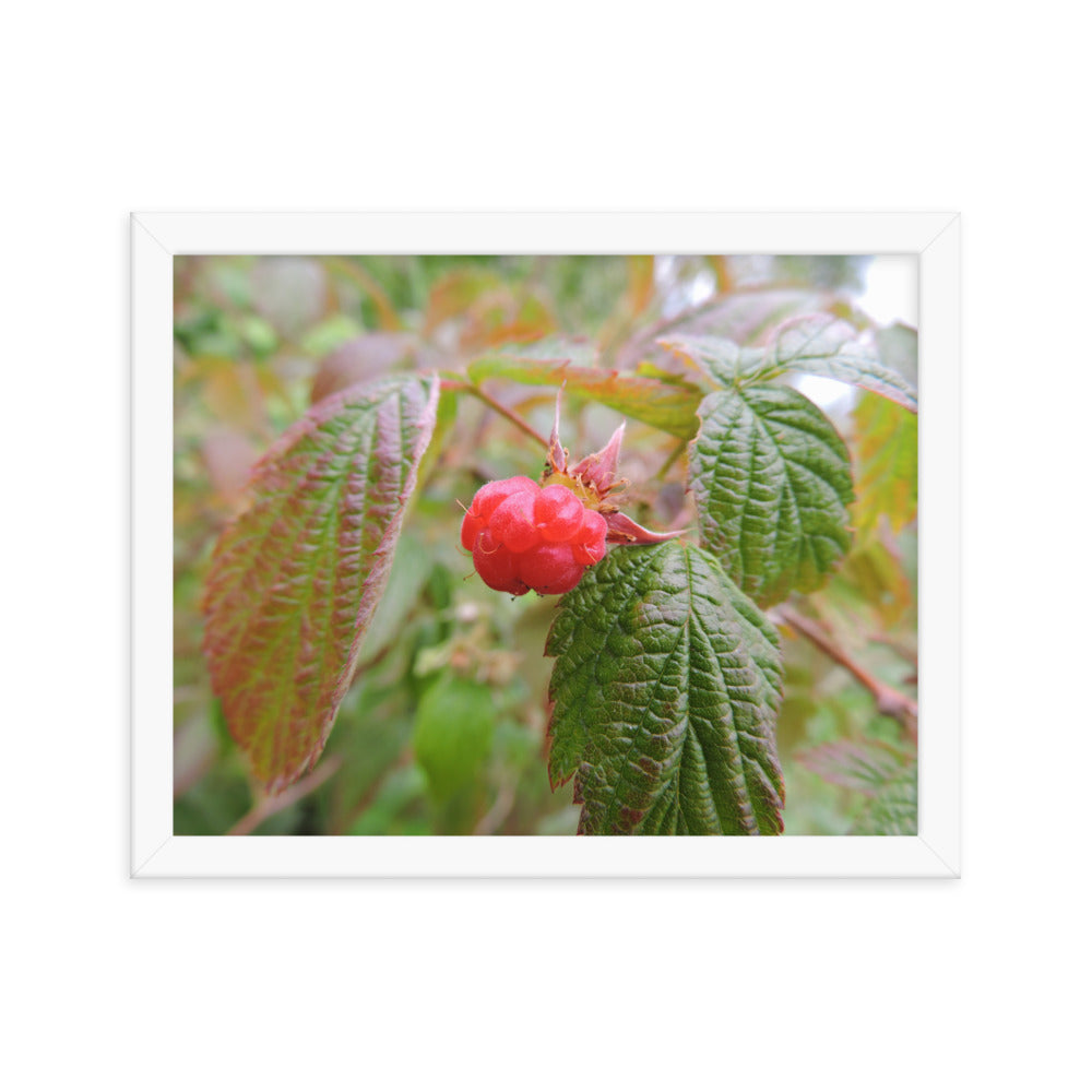 Single Raspberry Framed poster