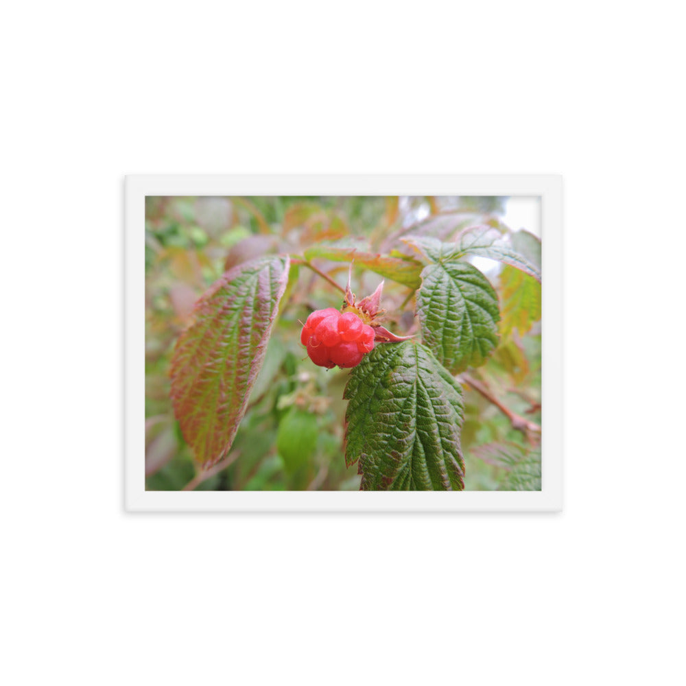 Single Raspberry Framed poster