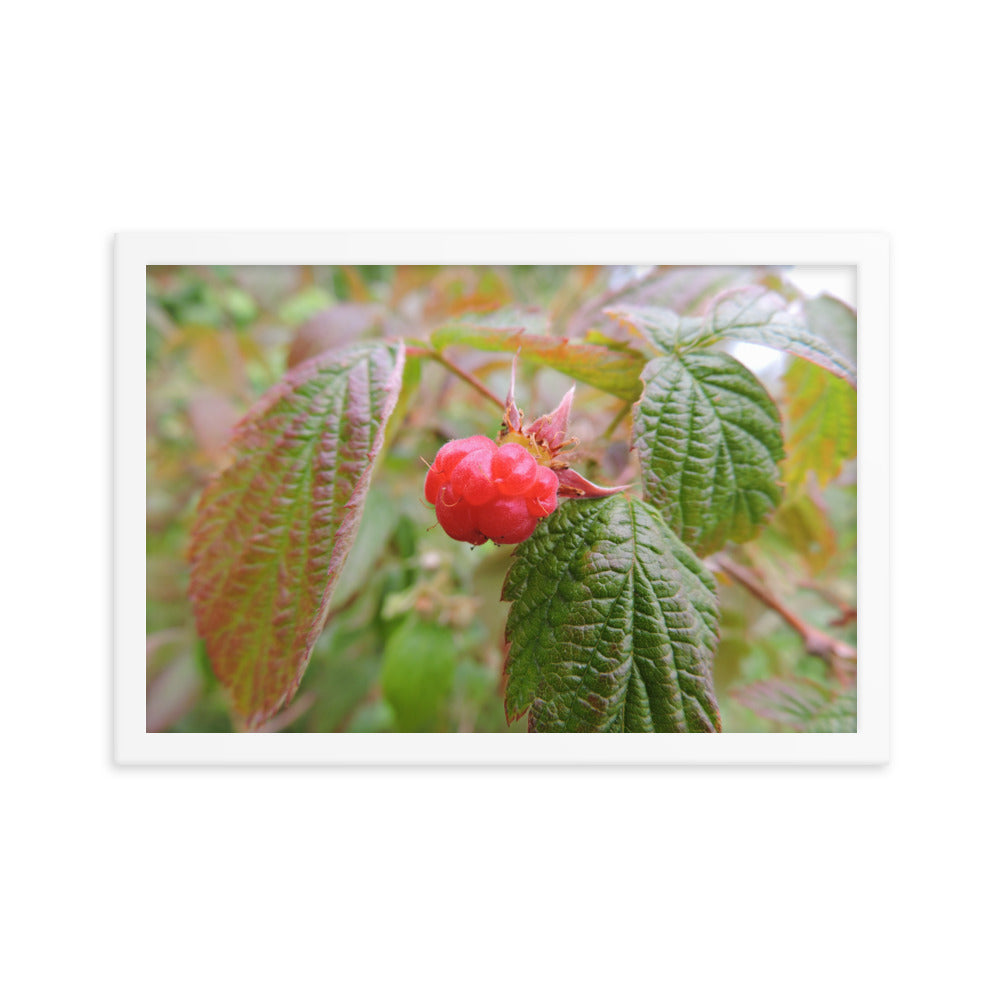 Single Raspberry Framed poster