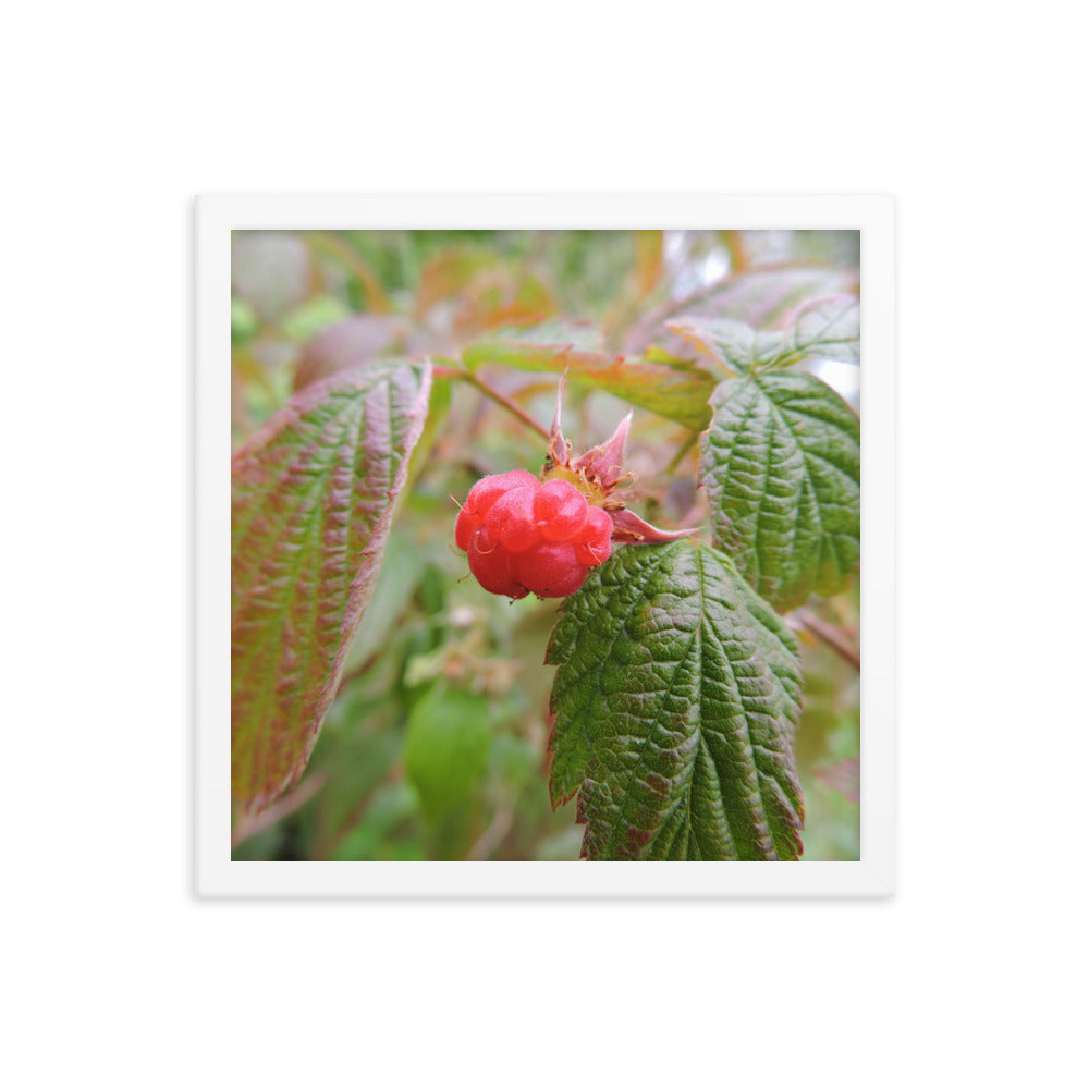 Single Raspberry Framed poster