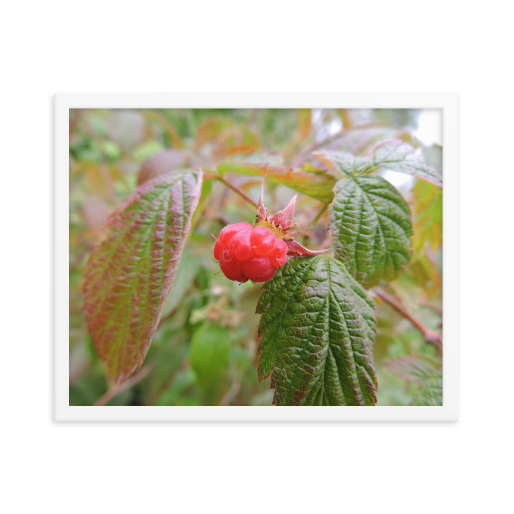 Single Raspberry Framed poster