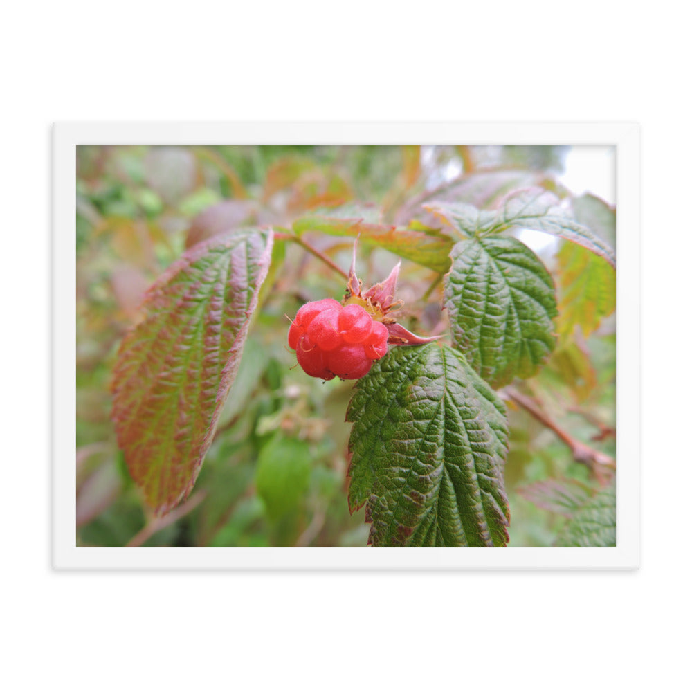 Single Raspberry Framed poster