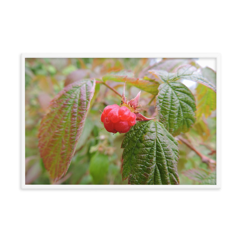 Single Raspberry Framed poster