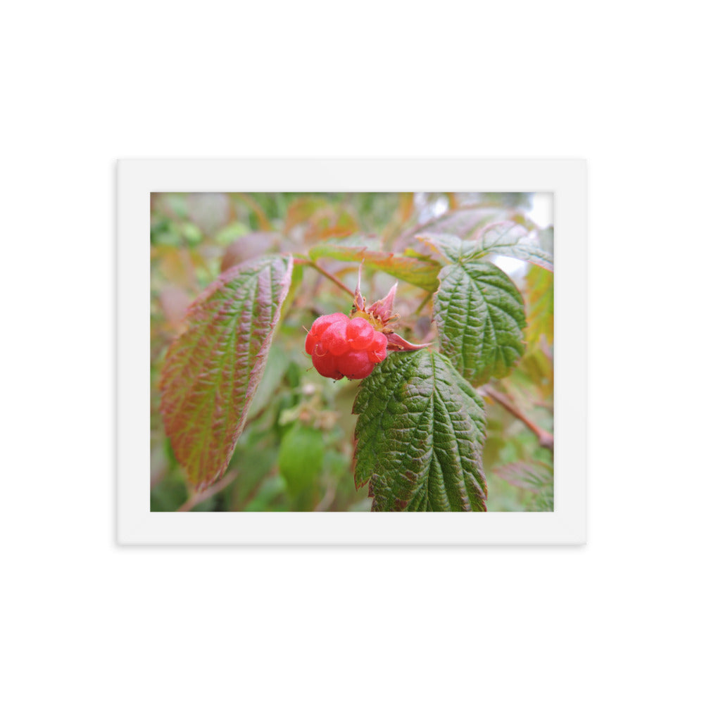 Single Raspberry Framed poster